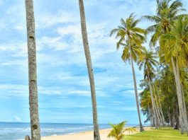 how to make money by leasing coconut farms